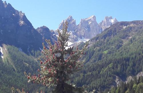 Pie Falcade Appartement | Appartamento Madama