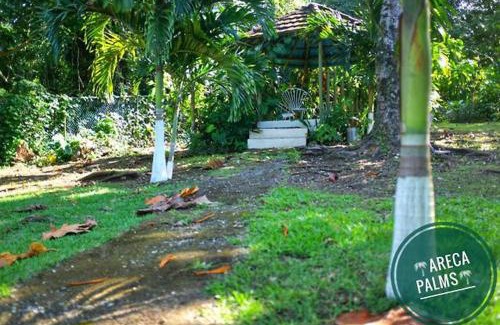 Port Antonio Maison | Areca Palms