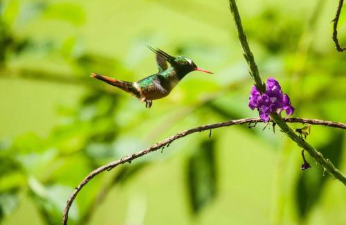 Manuel Antonio Station Balnéaire | Arenas Del Mar Beachfront & Rainforest Resort Member of the Cayuga Collection
