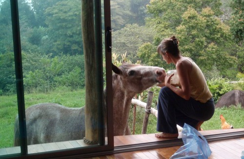 Tajo Alto Autre | Artistic House ; Peaceful place in the Mountains. Close to Miramar, Puntarenas