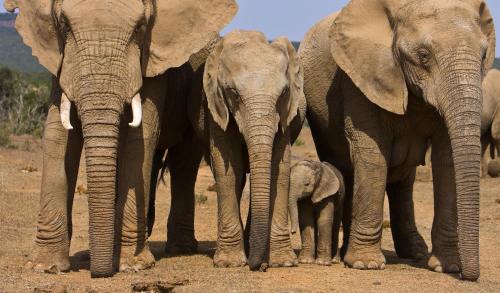 Hazyview Maison | Ashridge Guesthouse & Safaris