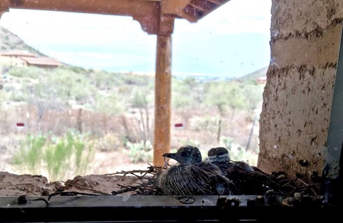 Drexel Heights Maison | Expérience authentique de Tucson: boue Adobe Casita nichée dans un canyon parmi la faune