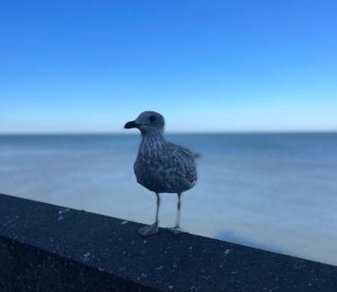 Sheringham Maison | Avocet Cottage Sheringham