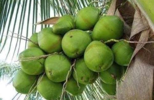 Irinjalakuda Maison | Ayur Padma Subram Home Stay