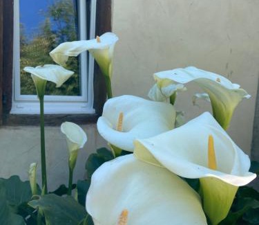 Orthez Lit Et Petit-Déjeuner | B&B - Chambres d'Hôtes Acoucoula