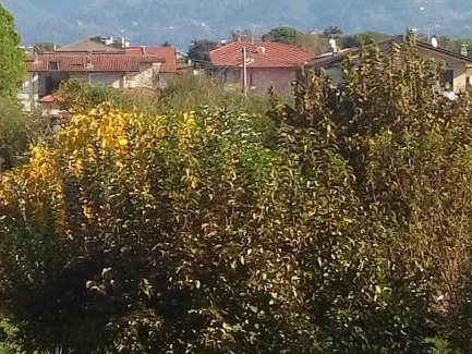 Marina di Massa Lit Et Petit-Déjeuner | B&B La Casa di Elsa