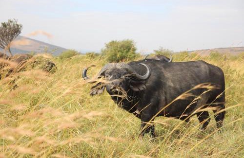 Rooiberg Cabine | Babirwa Golf and Bush Lodge by Euphoric Leisure