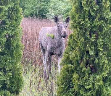 Trygort Maison | Bajkowe Domki Marzeń Taborecik