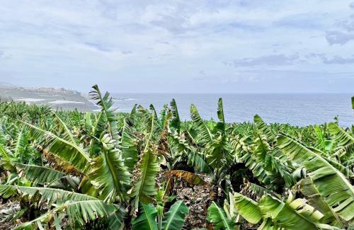 La Orotava Maison | Banana Paradise