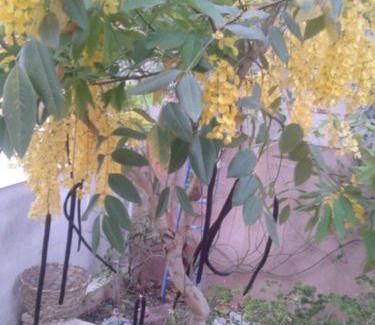 Gedera Maison | Barud Gedera Israel