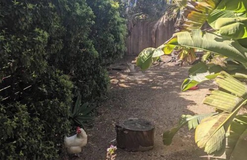 Richmond Annex Appartement | Bay Area Tiny Tranquil Oasis - with Backyard Chickens!