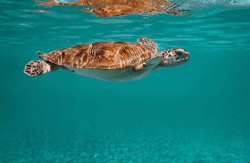 Coral Harbour Villa | Beach Villa #30