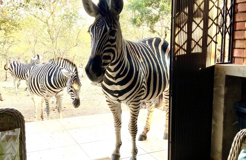 Marloth Park Maison | Beautiful modern home in the African bush, next to the Kruger National Park.