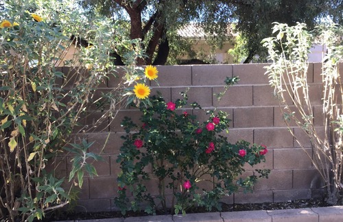 Oro Valley Maison | Beautiful Oro Valley home. Pet friendly. Close to golf, trails, & more!