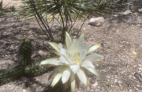 Starr Pass Maison | Beautiful Sonoran Green Home, Tucson Mountain Saquaro Park, Marriott Resort Golf