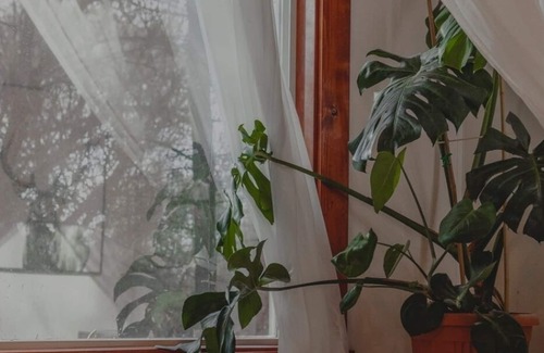 East Hill Appartement | Bird Sanctuary Forested Multi Family Suites