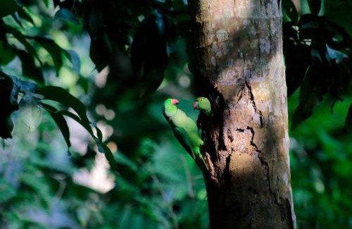 Wanchawala Cabine | Birds Bliss Cabana