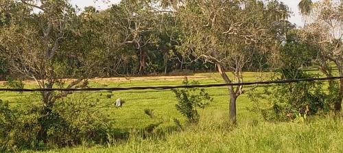 Anuradhapura Maison | Bliss Lake, Holiday Bungalow, Thissawewa
