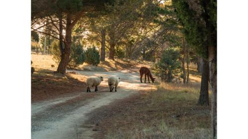 Bungendore Maison | Blue Gum at Aranya Acres by Tiny Away