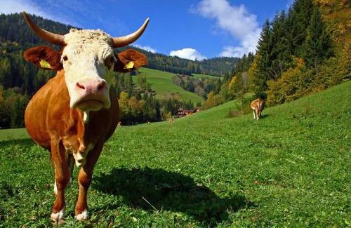 Arriach Maison | Bodnerhof