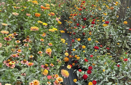 Meridian-Kessler Maison | Broad Ripple Urban Flower Farm Bungalow - Cozy 2BR Near Downtown Indianapolis