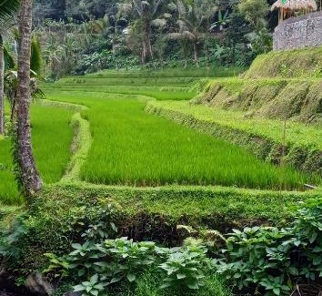Pupuan Autre | Bucu Riverside