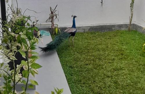 Talalla Maison | Bunty Villa Talalla