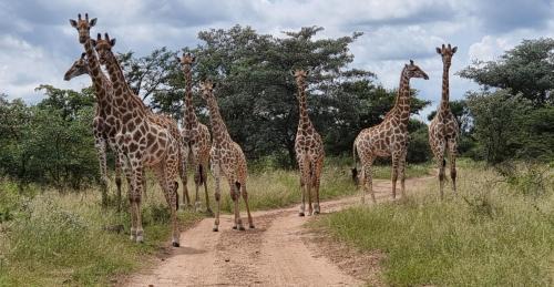 Vaalwater Cabine | Bushwa Private Game Lodge