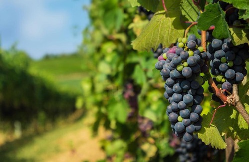 Vignale Monferrato Hôtel | Cà dell'Ebbro