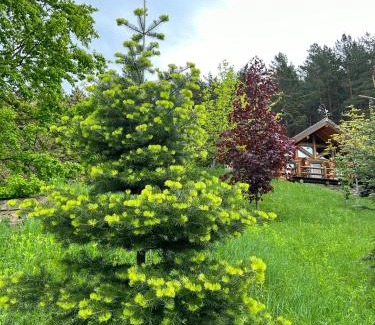 Piatra Neamt Appartement | Căsuța din pădure