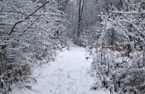 Frontenac Autre | Cabin in the Forty Acre Wood