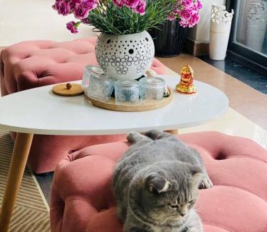 Cat Hai Appartement | Camellia Garden Homestay - Rooftop