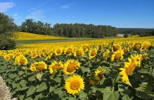 Valeuil Autre | Camping du Bas Meygnaud