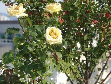 Haga-ri Maison | Cancan Guesthouse
