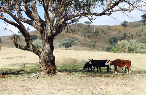 Piambong Maison | Canguri Boutique - A Memorable Farmstay near Mudgee