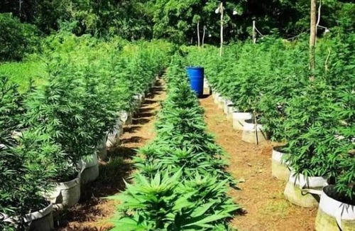 Little Bay Maison | Cannabis friendly B&B at Hayley's Paradise.