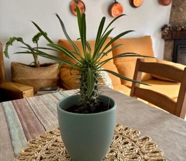 Pedro Bernardo Maison | Casa Árbol
