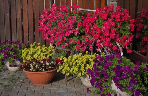 Sovata Appartement | Casa Anette