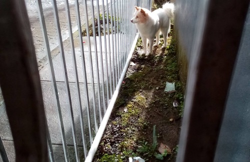 Matagalpa Autre | Casa Centrica en La Dalia a 1 C. gasolinera Puma, Apto para familias y mascotas