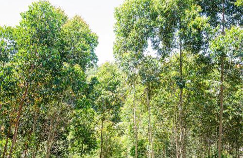 Flores da Cunha Maison | Casa Container FIGO em meio a natureza na Serra Gaúcha