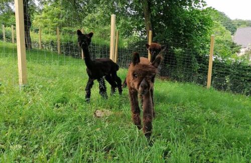 Schmelz Appartement | Casa de Alpaca