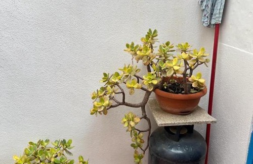 Calasetta Maison | Casa Vacanza Felice