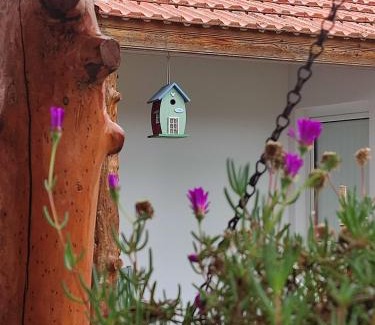 Banzao Maison | Casinha do pinhal