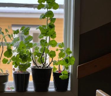 Norrtalje Appartement | Central lägenhet