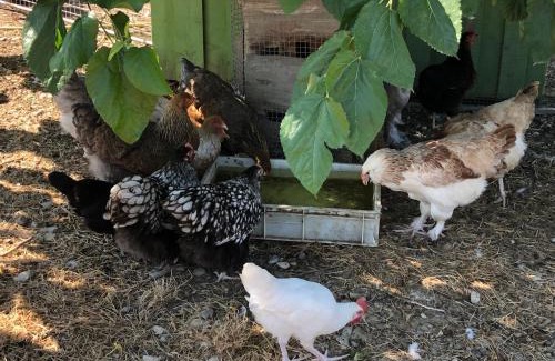 Orange Maison | Chambre à la ferme