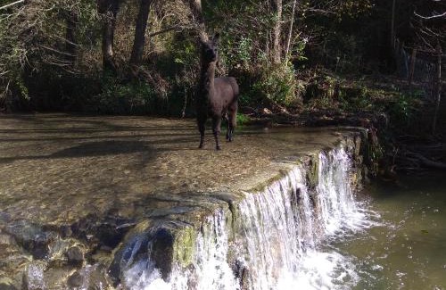 Cros Lit Et Petit-Déjeuner | Chambre Cévennes: Piscine, lamas, rivière