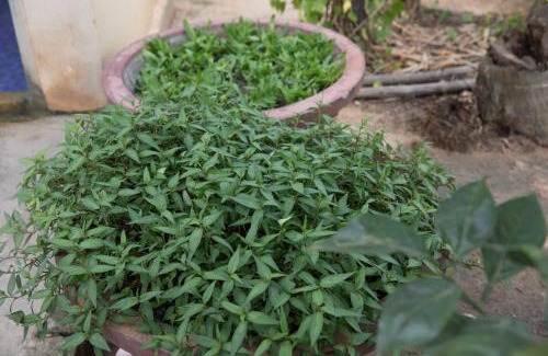 Sout Nikom Maison | Chansor Homestay 10 By Siem Reap Homesteading