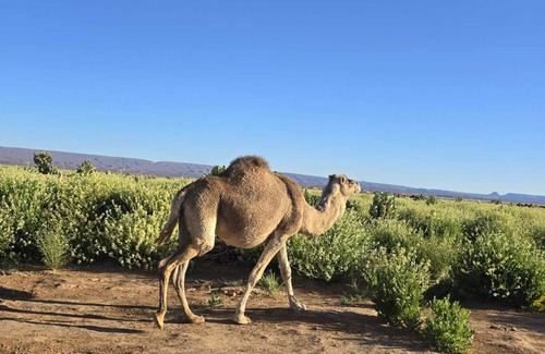 Zagora Location De VR | Charming Berber camp in Mhamid Desert