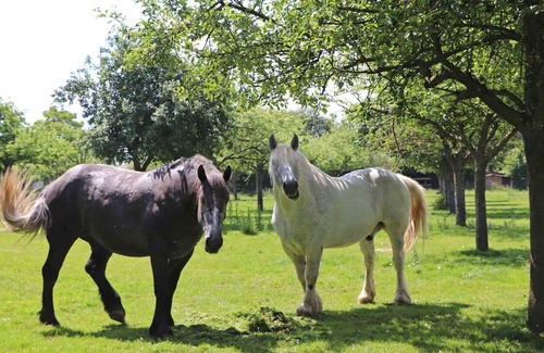La Ferte-en-Ouche Cottage | Maison Authentique avec Jardin Clos, Proche Ferme et Chevaux, Tout Inclus, Animaux Acceptés
