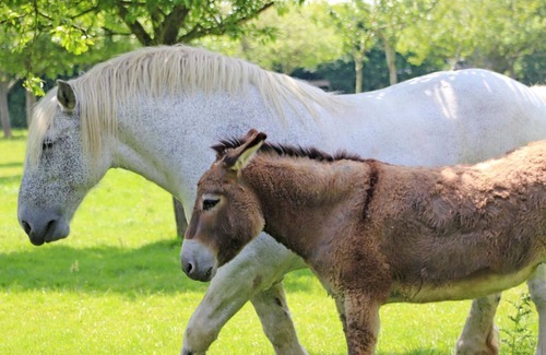 La Ferte-en-Ouche Cottage | Maison Authentique avec Jardin Clos, Proche Ferme et Chevaux, Tout Inclus, Animaux Acceptés
